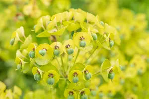 Euphorbia char. 'Black Pearl' C5