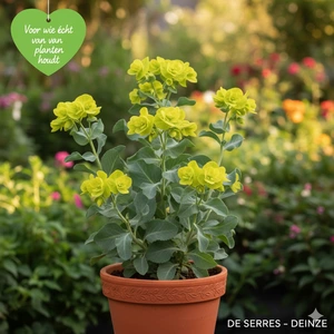 Euphorbia characias 'Blue Wonder' P9