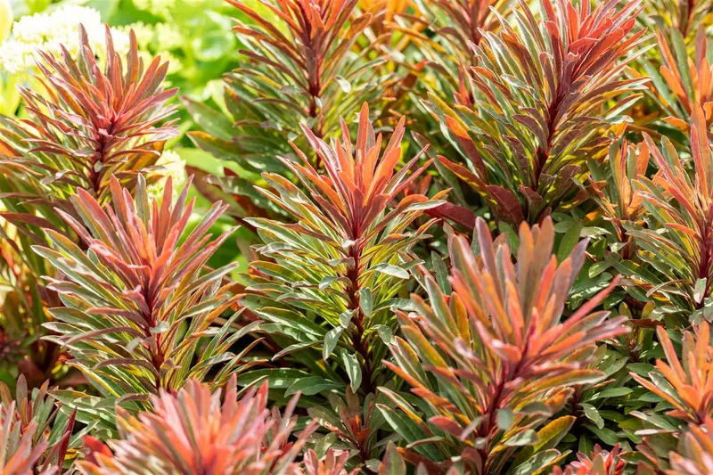 Euphorbia char. 'Miners Merlot' C3