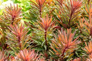 Euphorbia char. 'Miners Merlot' P9