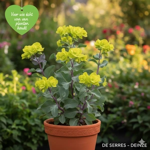 Euphorbia characias 'Purple and Gold' P9