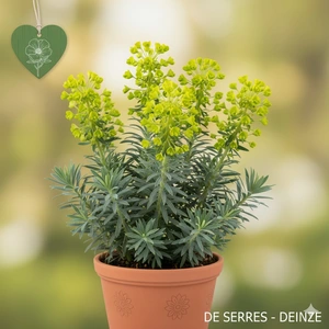 Euphorbia characias var. wulfenii 'Shorty' P9