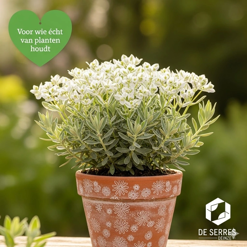 Euphorbia characias 'Silver Swan' P9