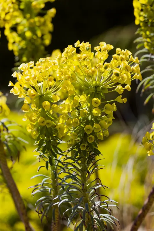 characias var. wulfenii - afbeelding 7