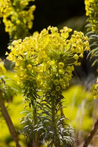 characias var. wulfenii - afbeelding 7