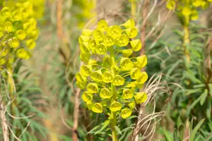 characias var. wulfenii - afbeelding 9