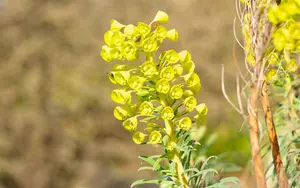 characias var. wulfenii - afbeelding 8