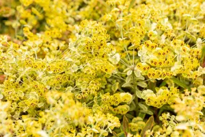 characias - afbeelding 6