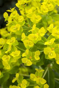 Euphorbia cornigera 'Goldener Turm' P9