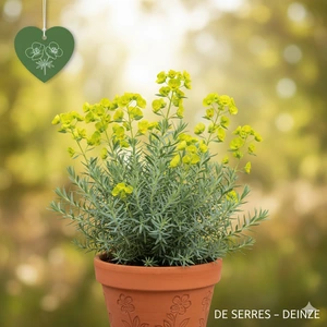 Euphorbia cyparissias 'Betten' P9