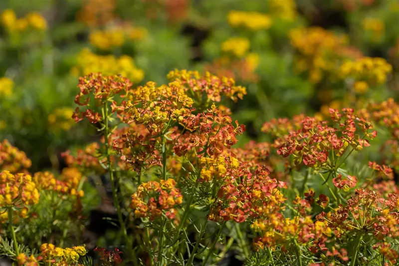 cyparissias - afbeelding 10