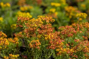 cyparissias - afbeelding 10