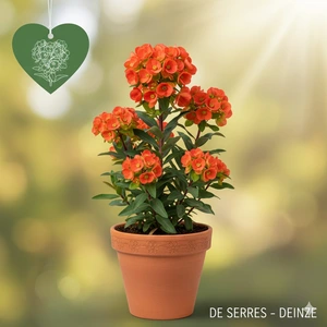 Euphorbia griffithii 'Dixter' P9