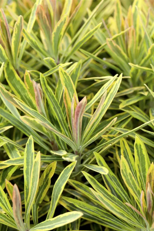 Euphorbia hybr. 'Ascot Rainbow'® C5 - afbeelding 2