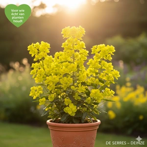 Euphorbia palustris 'Walenburg´s Glorie' P9