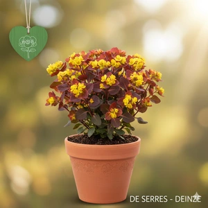 Euphorbia polychroma 'Bonfire'® P9