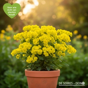 Euphorbia polychroma 'Senior' P9