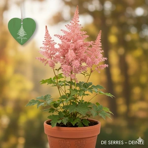 Astilbe japonica 'Europa' P11