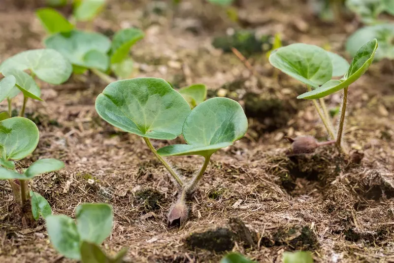 asarum europaeum P9