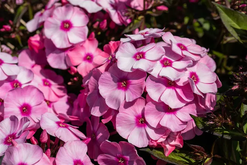 phlox (p) 'eva cullum' P9