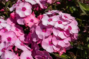phlox (p) 'eva cullum' P9