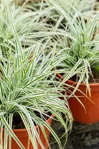 carex osh. 'everest'® P9 - afbeelding 3
