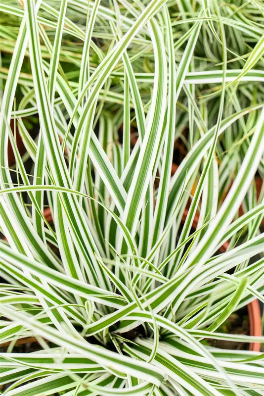 carex osh. 'everest'® P9 - afbeelding 5