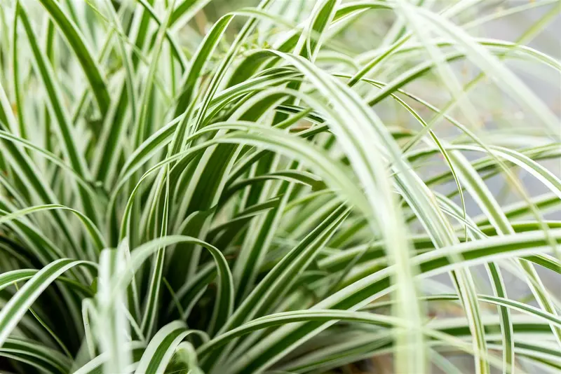 carex osh. 'everest'® P9 - afbeelding 2