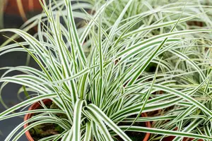 carex osh. 'everest'® P9 - afbeelding 4
