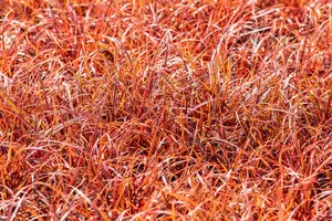 uncinia rubra 'everflame' P9 - afbeelding 2