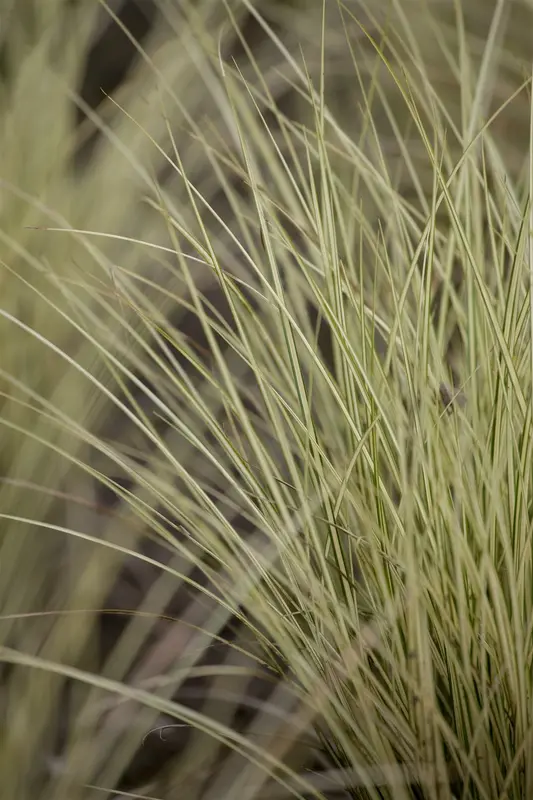 carex osh. 'evergold' P9 - afbeelding 2