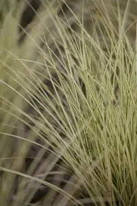 carex osh. 'evergold' P9 - afbeelding 2