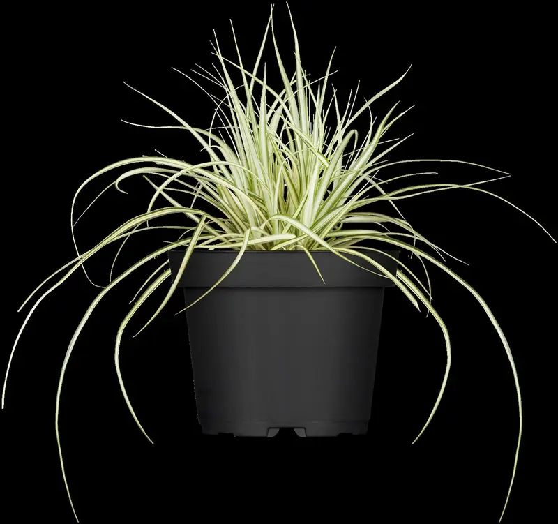 carex osh. 'evergold' P9 - afbeelding 5