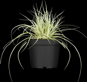carex osh. 'evergold' P9 - afbeelding 5
