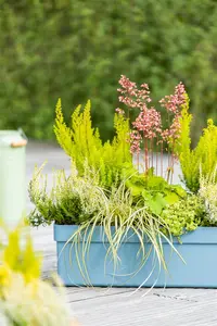 carex osh. 'eversheen' P9 - afbeelding 2