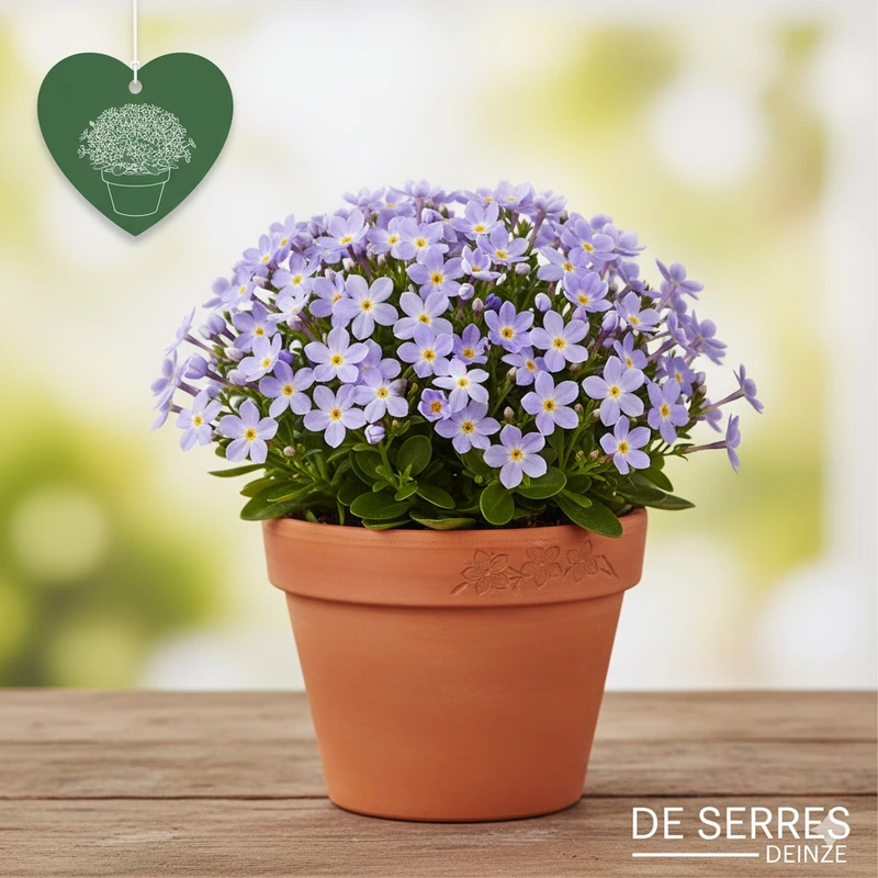 exacum affine 'blue star'