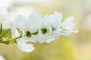 Exochorda rac. 'Magical Springtime'® 30- 40   C3 - afbeelding 1