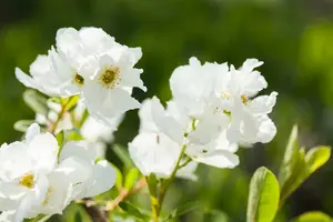 Exochorda rac. 'Magical Springtime'® 30- 40   C3 - afbeelding 2