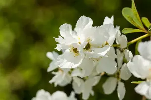 Exochorda rac. 'Magical Springtime'® 30- 40   C3 - afbeelding 3
