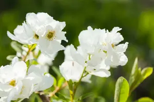Magical Springtime - afbeelding 2