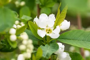Exochorda racemosa 'Blushing Pearl'® 100-125   C15 - afbeelding 1
