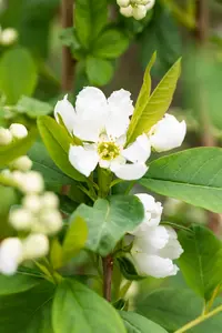 Exochorda racemosa 'Blushing Pearl'® C7,5 - afbeelding 2