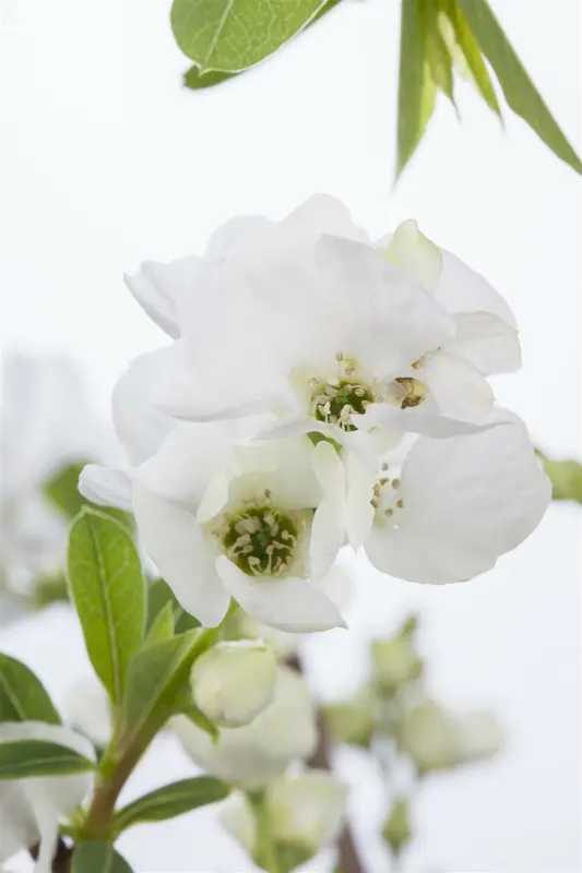 Exochorda racemosa 'Niagara'® 125-150   C35 - afbeelding 1