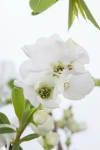 Exochorda racemosa 'Niagara'® 125-150 C35