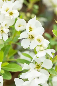 Exochorda racemosa 'Niagara'® 125-150   C35 - afbeelding 3