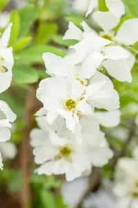 Exochorda racemosa 'Niagara'® 125-150   C35 - afbeelding 5