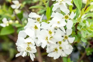Exochorda racemosa 'Niagara'® 125-150   C35 - afbeelding 2