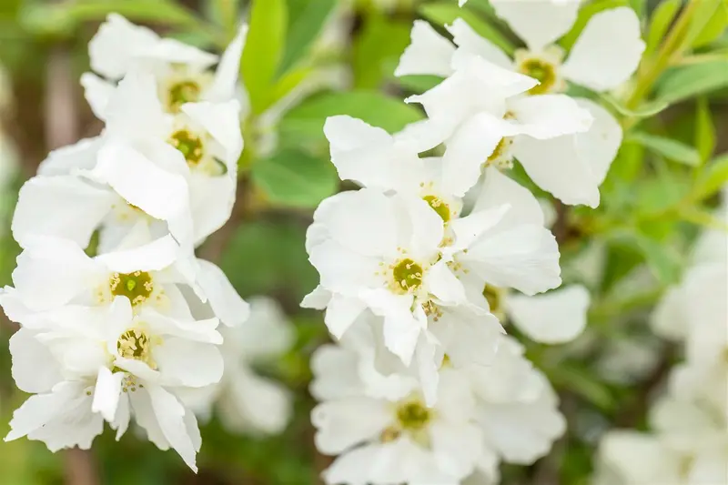 Exochorda racemosa 'Niagara'® 125-150   C35 - afbeelding 4