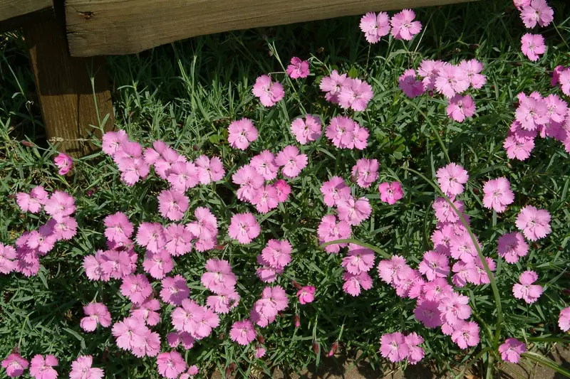 dianthus grat. 'eydangeri' P9