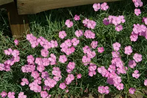dianthus grat. 'eydangeri' P9